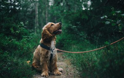 Exploring the Use of CBD for Pets: What You Should Know