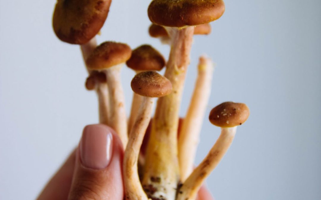 The Fungi Connection: Exploring Mushrooms and Immune Support