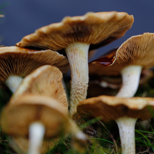 Mushroom & Adaptogenic