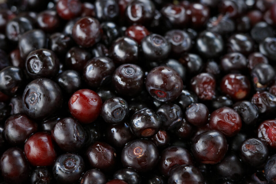 WYLD || Delta 9 THC + CBN Elderberry Sleep Gummies - Image 2