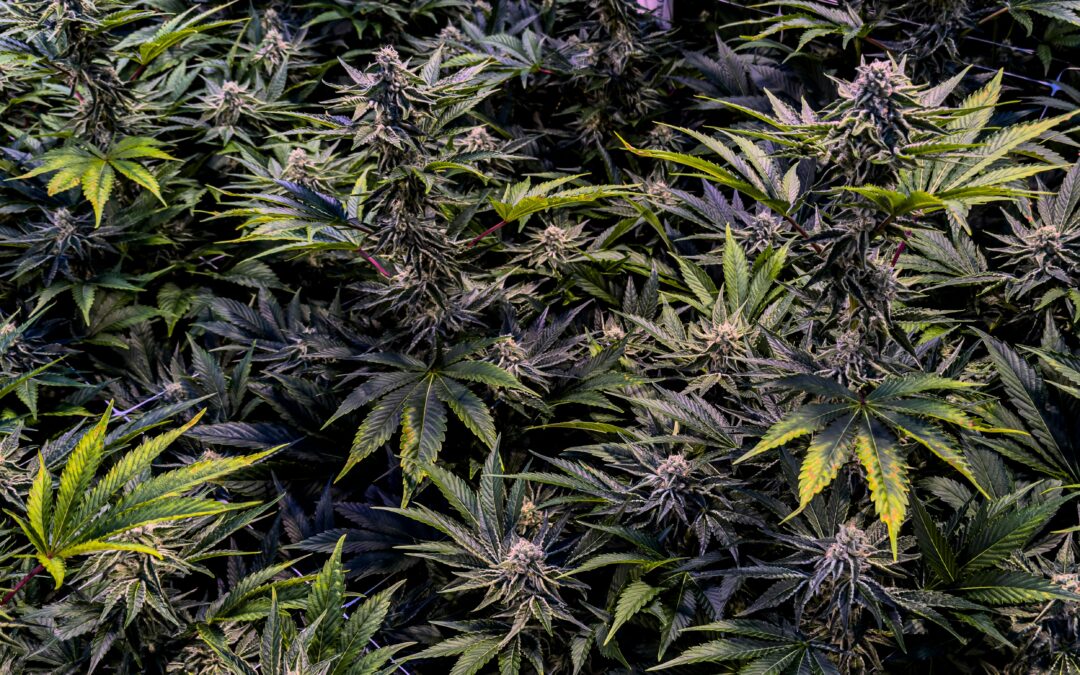 Why Marijuana Reclassification Could End the Hemp Industry