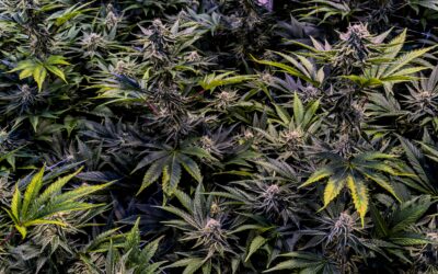 Why Marijuana Reclassification Could End the Hemp Industry