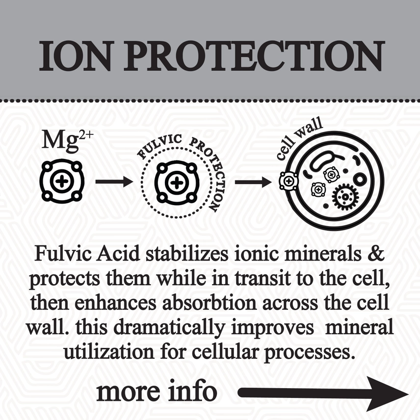 Roots Apothecary || Shilajit Glycerite | 60ML - Image 3